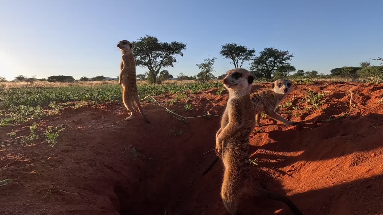 suricatas suricadas tomando el sol de la madrugada junto a su madriguera, escaneando el área en busca de peligros y depredadores en el sur de kalahari