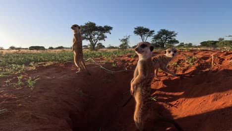 suricate meerkats basking in the early morning sunshine beside their burrow, scanning the area for danger and predators in the southern kalahari