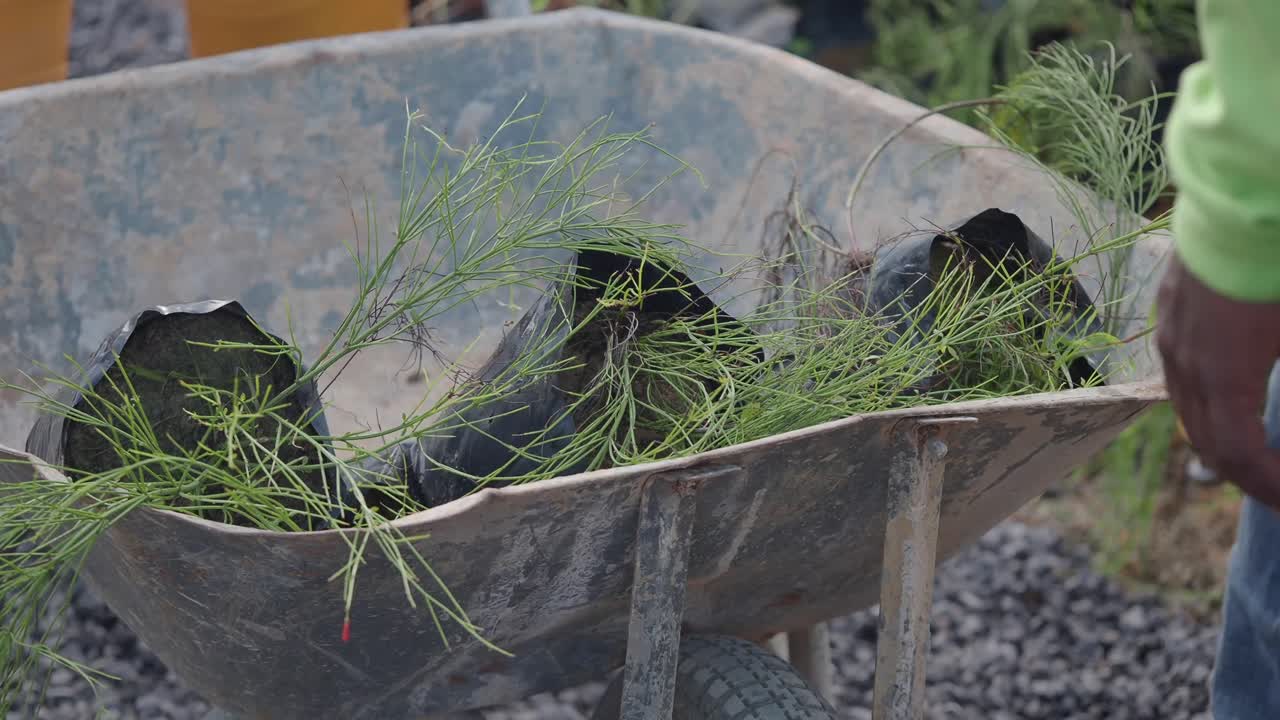 Transferring saplings into a wheelbarrow