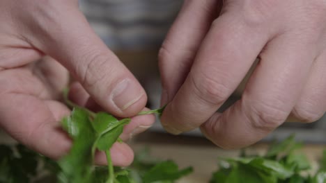 hobby chef picking leaves from fresh flat parsley