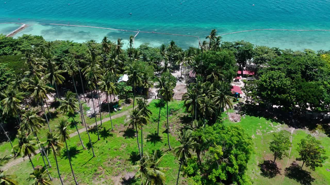 Aerial drone view of a tropical coastal landscape with tall palm trees, lush greenery, and turquoise blue sea in the background, ideal for travel, lifestyle, eco projects, tourism, and cinematic
