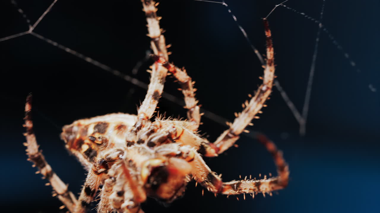 Close up of a spider sitting in its web, showing intricate details of its body and fine silk threads