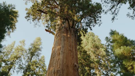 árbol-General-Sherman,-El-árbol-Más-Grande-Del-Mundo