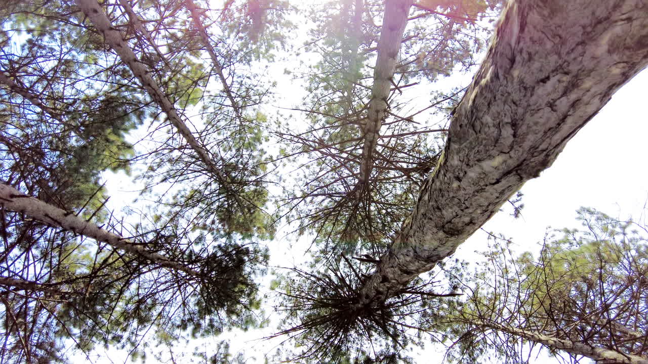 Low angle view of leafing trees with the blue sky in the background