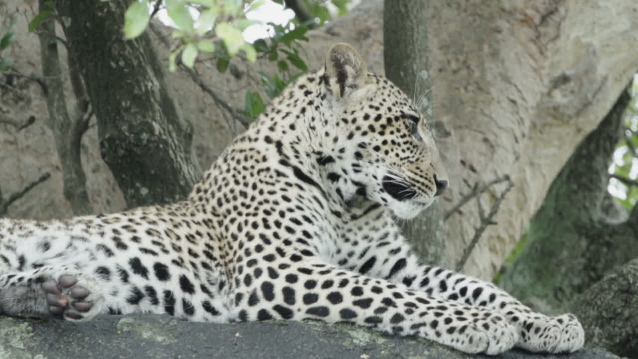 leopardo macho joven en una roca al lado de un árbol establecido