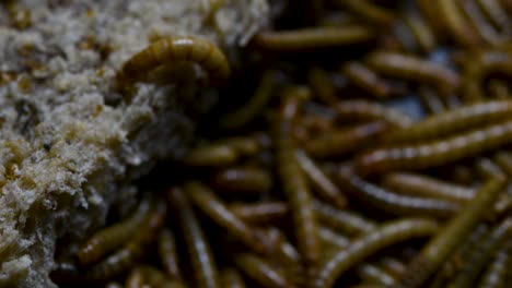 the mealworm is a species of darkling beetle used to feed pets like fish, snakes, birds, and frogs