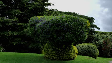 a plant with beautiful purple flowers was trimmed into the shape of a mushroom