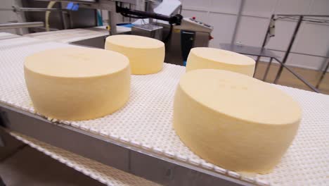 cheese manufacturing line. cheese rounds on conveyor belt. food industry