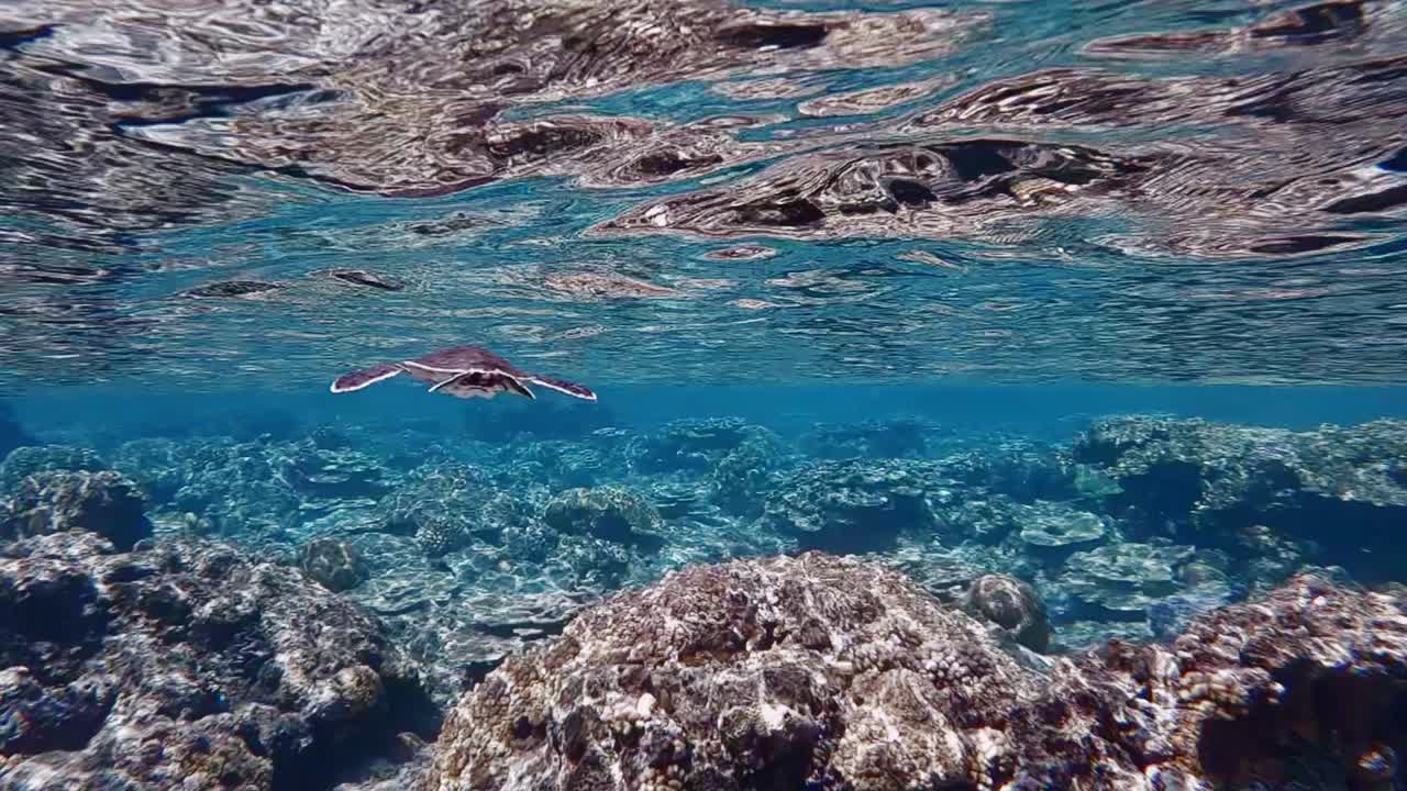 젊은 녹색 바다 거북은 물 표면에서 수영 - chelonia mydas - 수중