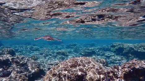 young green sea turtle swims in the water surface - chelonia mydas - underwater