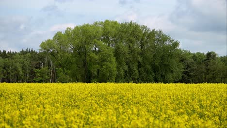 Arbusto-Amarillo-De-Colza-En-El-Paisaje-Del-Campo-Agrícola-Durante-La-Temporada-De-Floración-En-El-Campo-Remoto