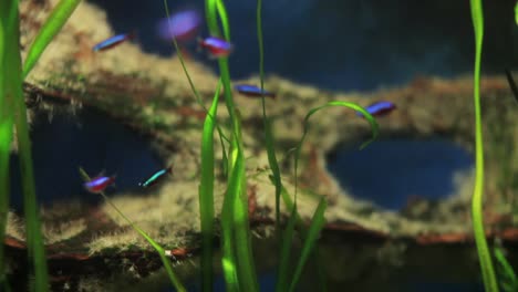 acuario 32