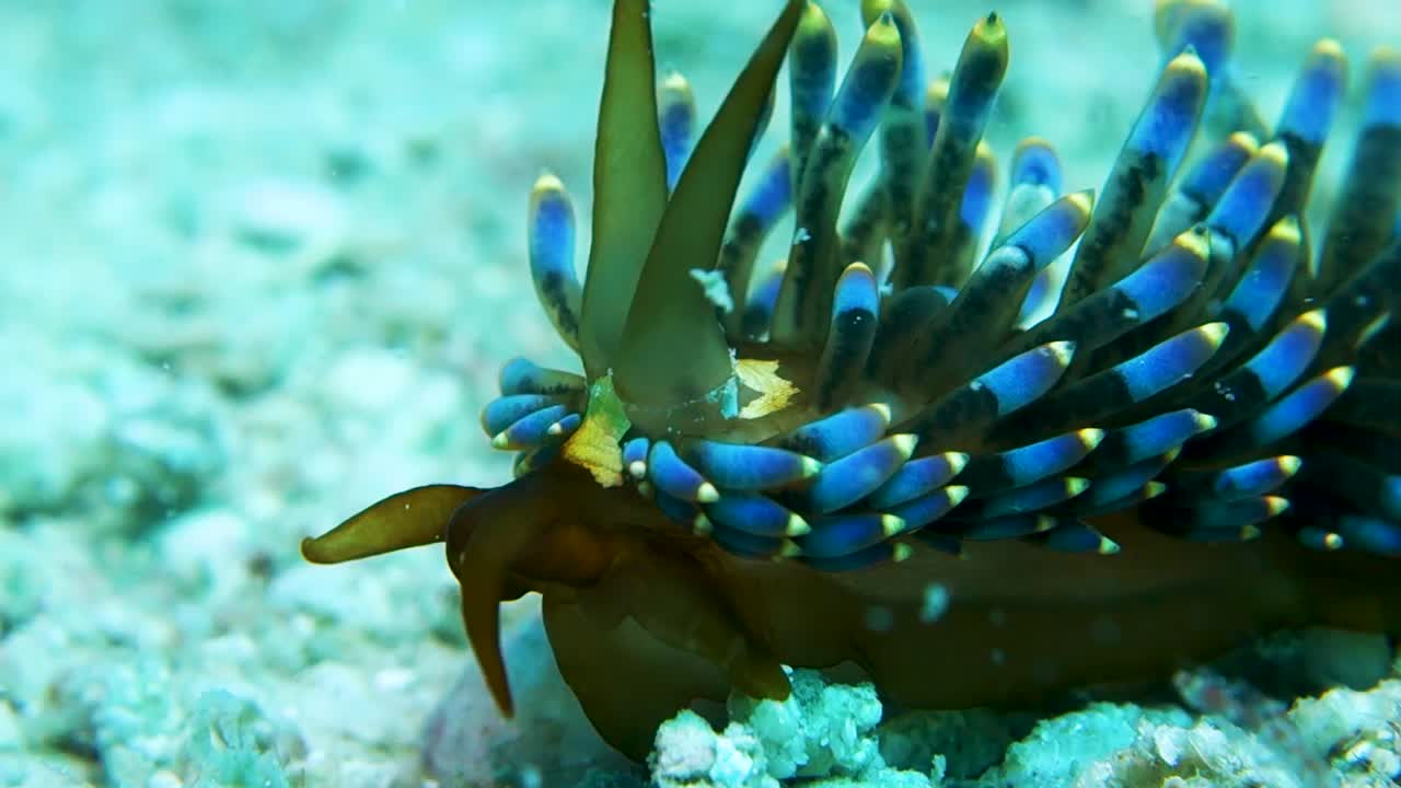 화려한 trinchesia yamasui nudibranch는 음식 먹이를 위해 모래 바닥을 사냥합니다.