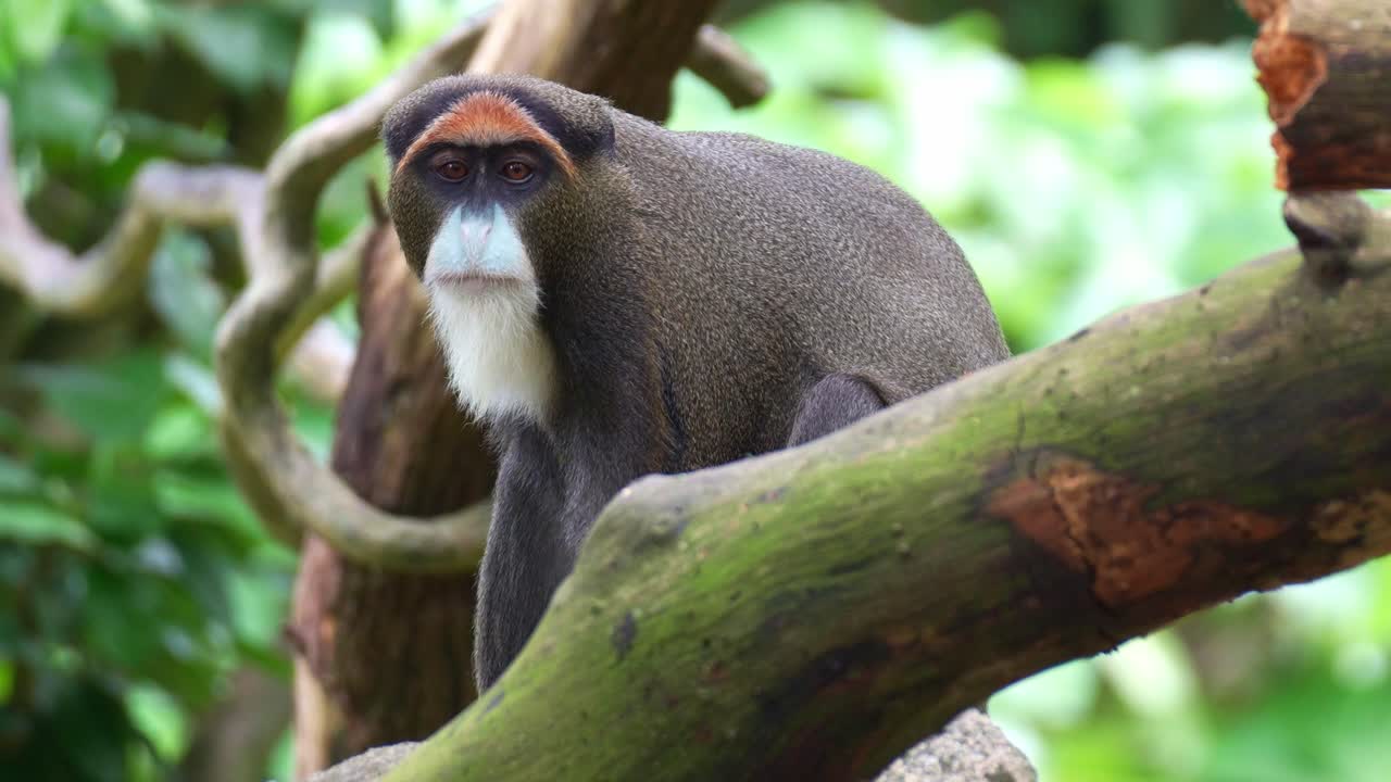 Una scimmia di De Brazza (Cercopithecus neglectus) riposa su un ramo d'albero sotto la folta chioma, osservando l'ambiente circostante, in un primo piano.