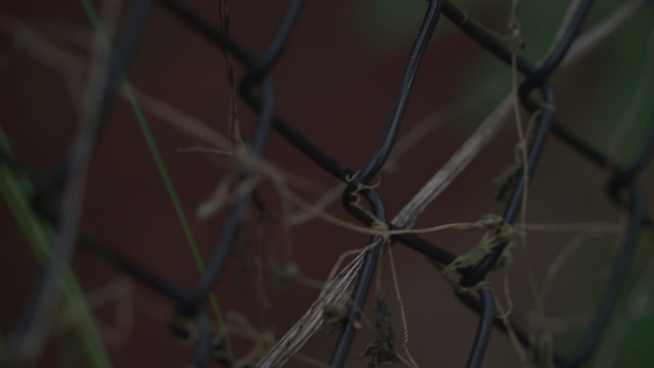 울타리에 작은 쓴 호박 cerasee 케랄라 쓴 멜론 식물과 케랄라 포도나무에 매달려 허브 건강한 차를 만드는 데 사용됩니다.