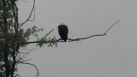 un águila calva sentada en una rama muerta bajo la lluvia