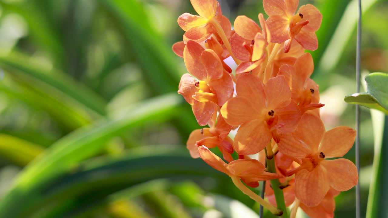 Orange orchids sway gently amidst lush green leaves, captured in natural lighting with a serene atmosphere