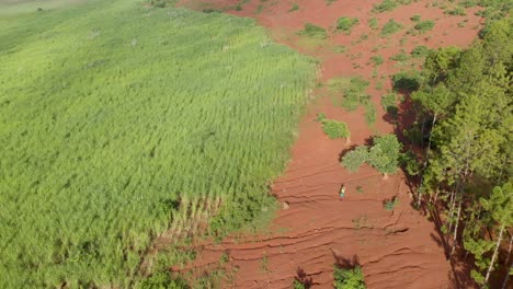 aerial shot of very small people walking in between a pine tree forest plantation and sugar cane fields on a mountain