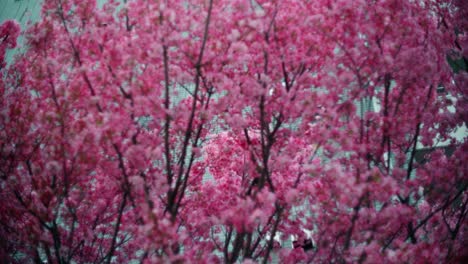 pink cherry blossoms in the city