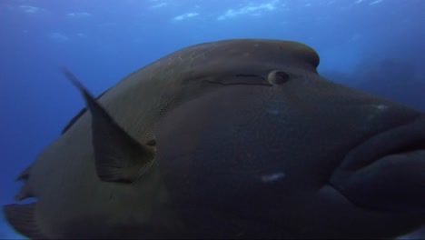 Napoleon-Lippfisch-Schwimmt-Auf-Die-Kamera-Zu-Und-Ganz-Nah-An-Sie-Heran