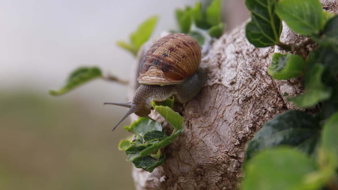 caracol bajando en un brunch de árbol