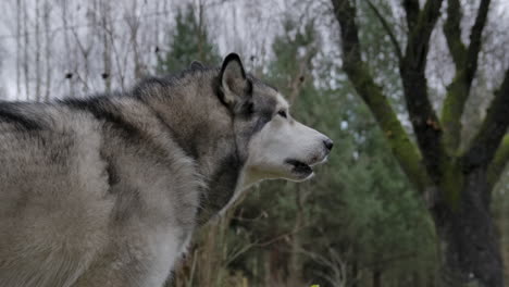 Toma-En-Cámara-Lenta-De-Un-Malamute-Aullando