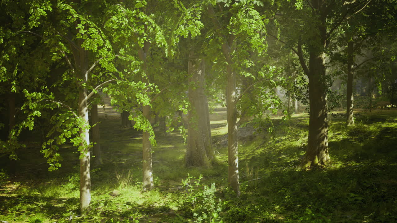Lush green forest landscape with sunlight filtering through trees