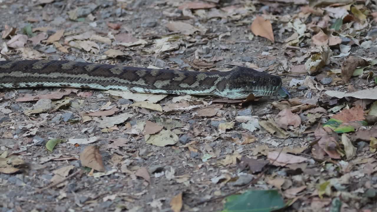 A python blends seamlessly into the forest floor, moving quietly through dry leaves.