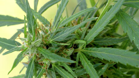 Vegetationspflanzen,-Marihuanablätter,-Hintergrundanbau-Von-Cannabis-Indica,-Grüner-Cannabisanbau,-Hanf-CBD-Marihuana