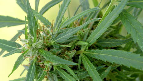 plantas de vegetación, hojas de marihuana, cultivo de fondo de cannabis indica, cannabis de cultivo verde, marihuana cbd de cáñamo