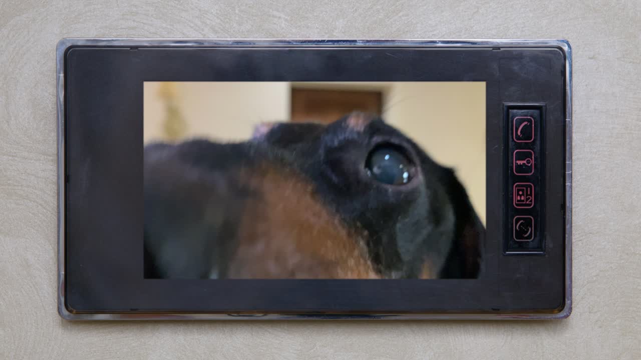 There is a video on the intercom screen where funny dachshund dog came to visit and sniffs the camera, waiting for the door to be opened to it. Big nose on display, front view.