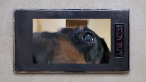 there is a video on the intercom screen where funny dachshund dog came to visit and sniffs the camera, waiting for the door to be opened to it. big nose on display, front view.