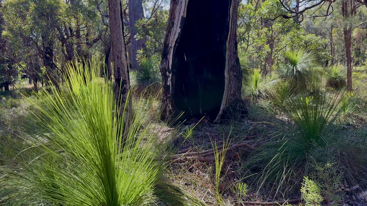 Grass Tree blowing wind Bush Trail Western Australia National Park trees scrub