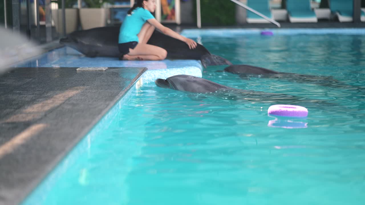 espectáculo de delfines en un acuario