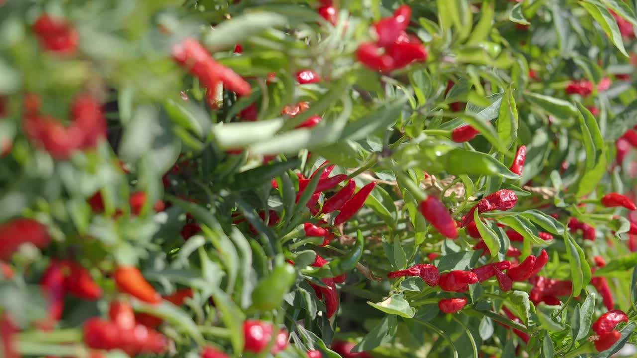 Close up of chili pepper plant
