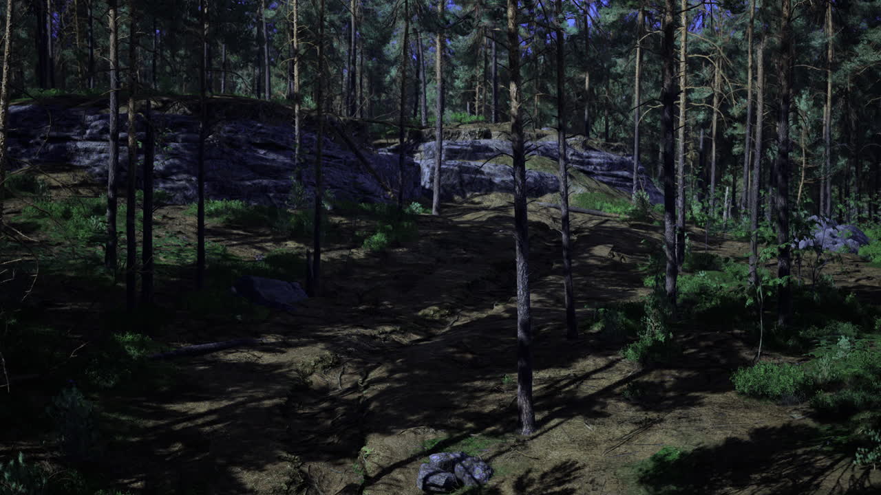 Exploring a serene forest landscape at twilight under the tall trees