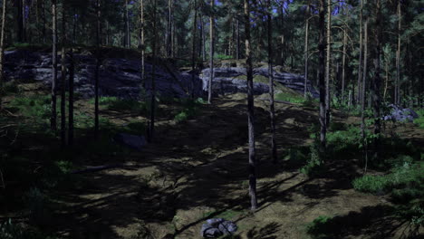 exploring a serene forest landscape at twilight under the tall trees