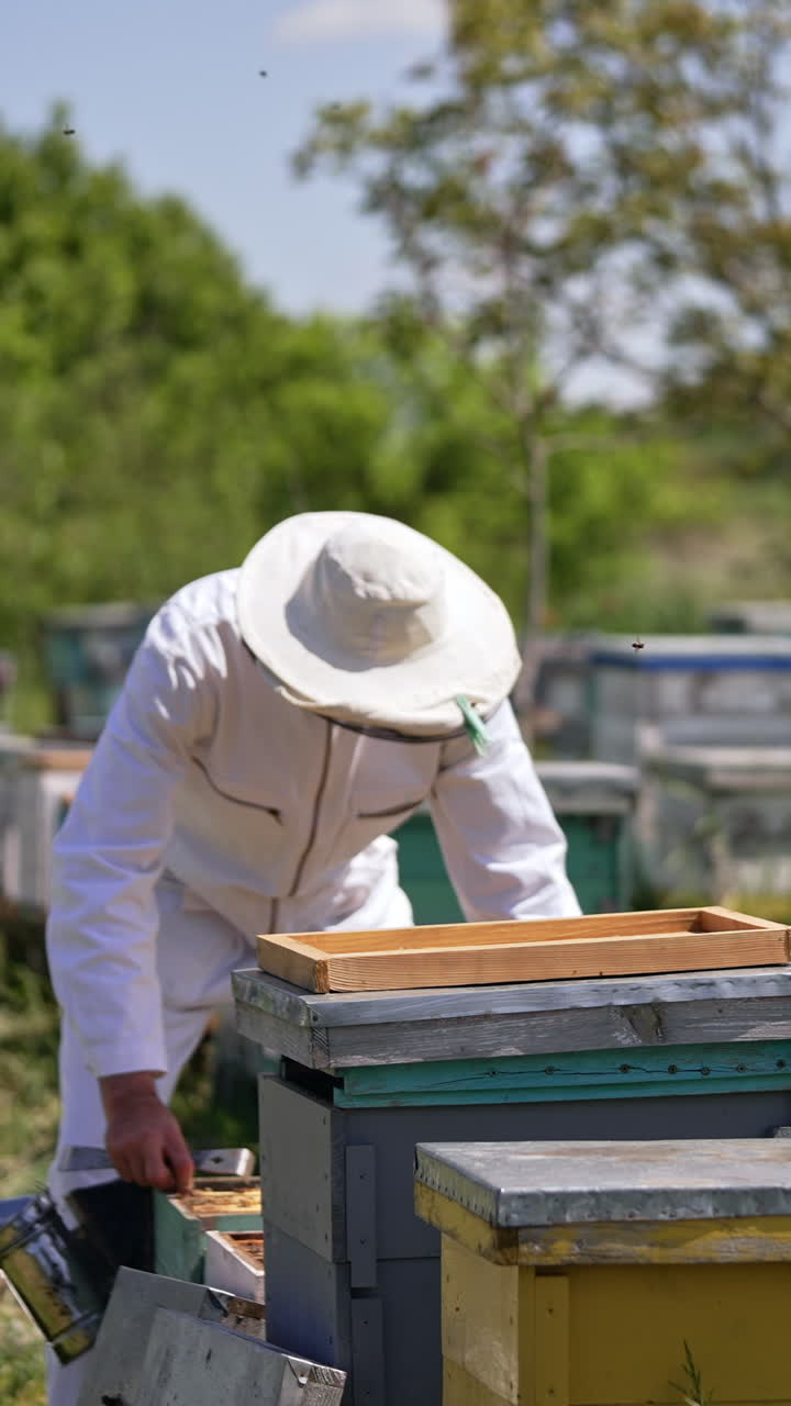 Apiculturist in white protective outfit bends over the hive. Man pulls a honey frame from hive, raises it and watches carefully. Vertical video