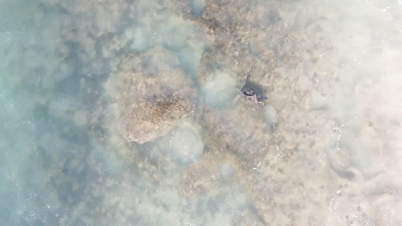 Top-down drone view of waves breaking along the shoreline with a sea turtle visible in clear water, capturing coastal wildlife in a natural ocean setting