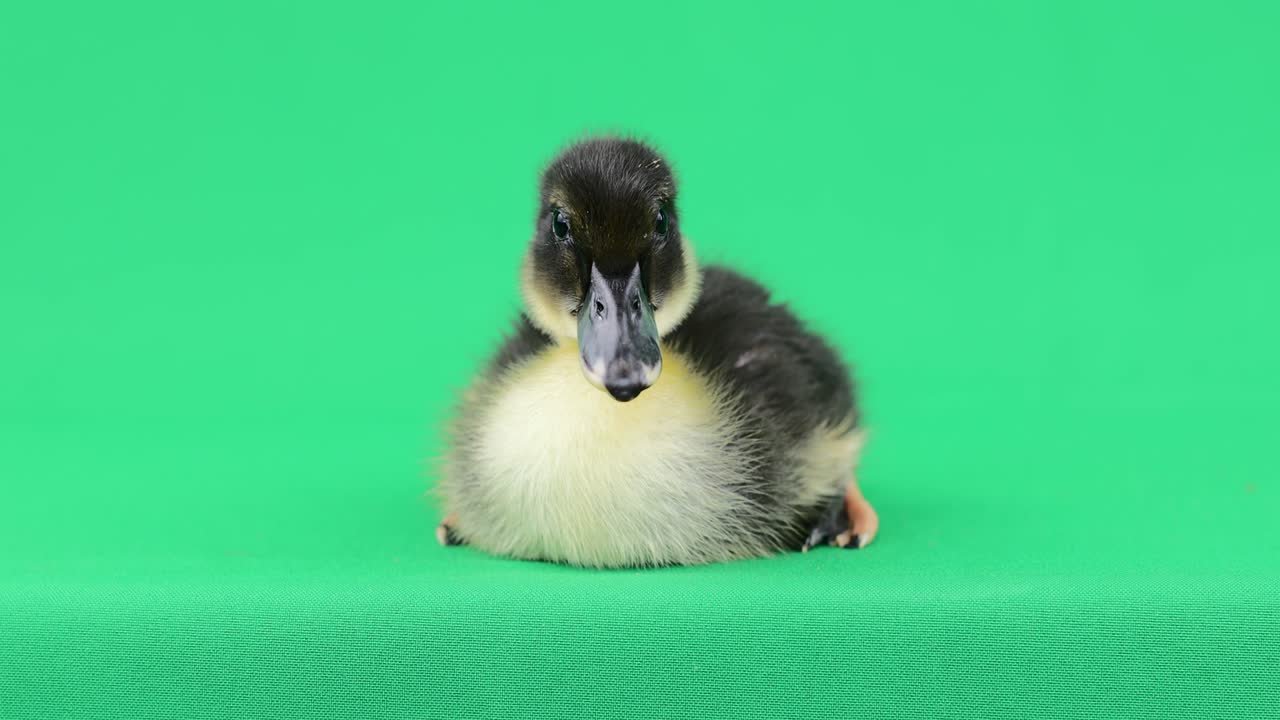 귀여운 검은색과 노란색의 아기 오리들이 녹색 배경에서 카메라를 쳐다보고 있습니다.