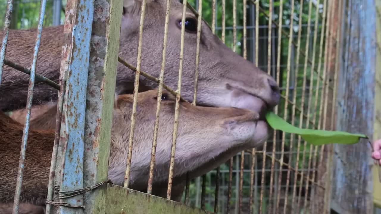 The deer's head peeked out of the iron cage when being fed