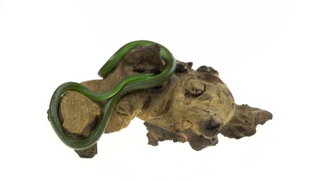 green snake wrapped around a piece of wood on a white background