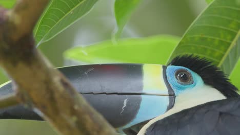 extreme close up of a magnificent looking white throated toucan