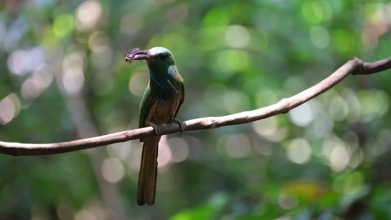 visto con un insecto en su boca mirando hacia la izquierda luego vuela hacia adelante, el comedor de abejas de barba azul nyctyornis athertoni, tailandia