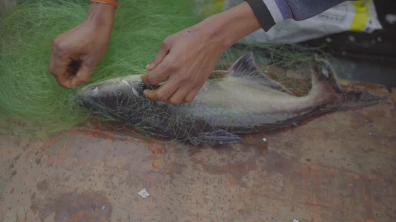 An Indian fisherman removing trapped fish from fishing net, Closeup