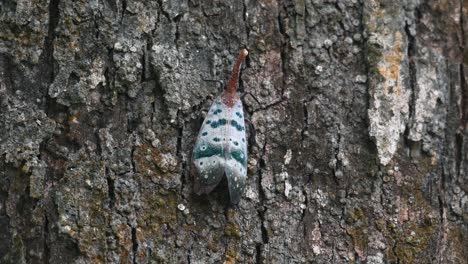 zooms out to show its movement while on the bark of the tree, pyrops ducalis lantern bug, thailand