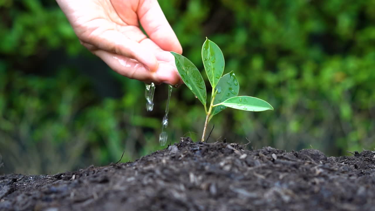 Slow motion shot - hand giving water to plant