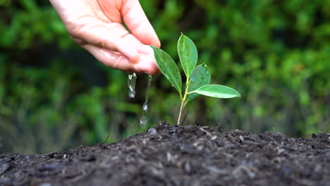 Slow motion shot - hand giving water to plant