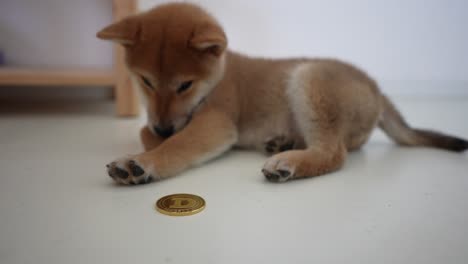 shiba inu cub with a doge crypto gold coin