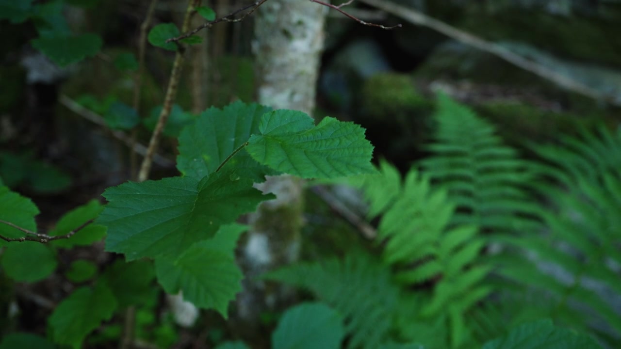 Primo piano di foglie verdi di nocciolo che pendono davanti a felci sfocate e un tronco di betulla pallido in un bosco norvegese ombreggiato.